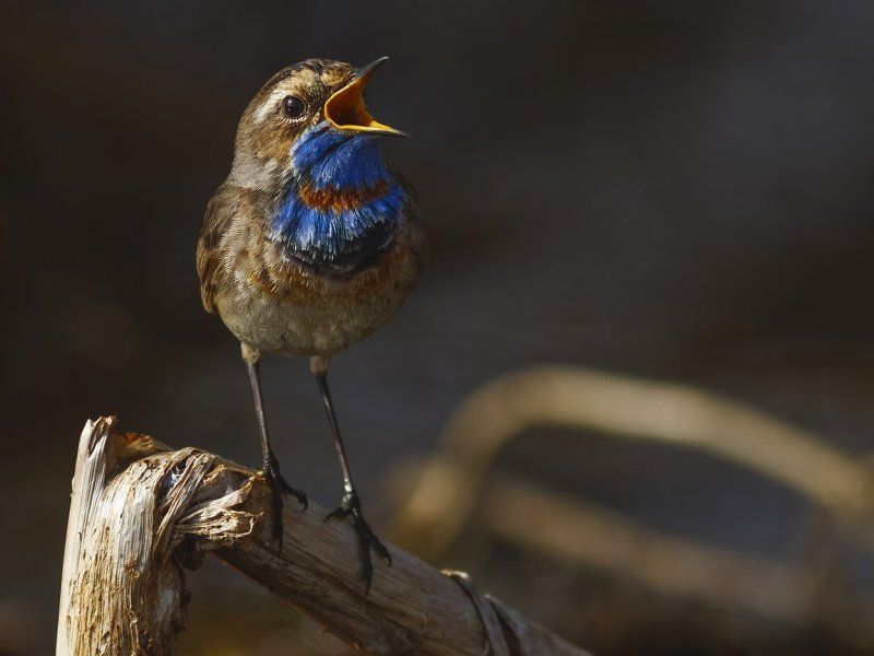 варакушка, Bluethroat. фото превью