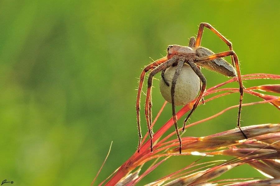 Macro, Makro, Nature, Spider, Mariusz Oparski