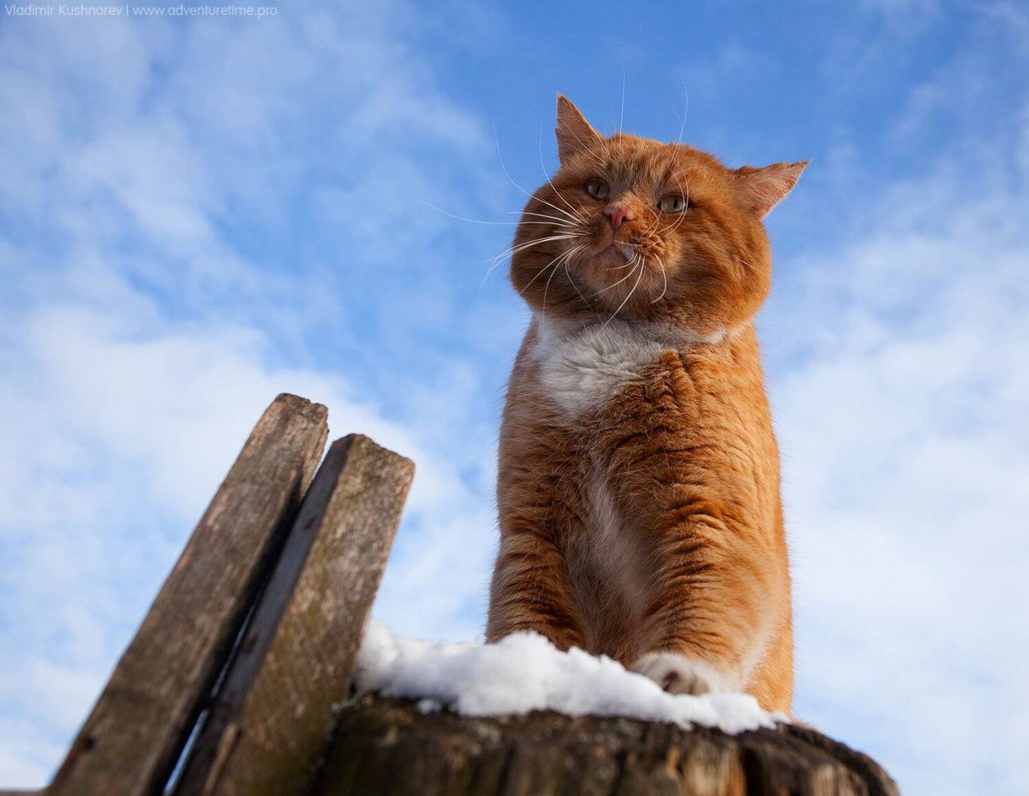 , Vladimir Kushnarev