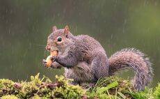 Лисья белка - Fox Squirrel
