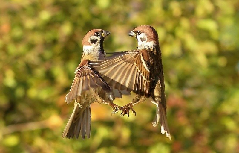 друзья фото превью