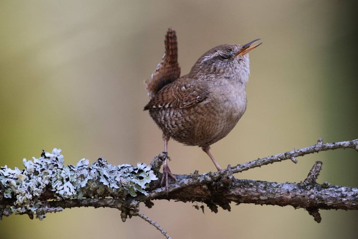 Крапивник, Подмосковье, Птицы, Елена Давыдова