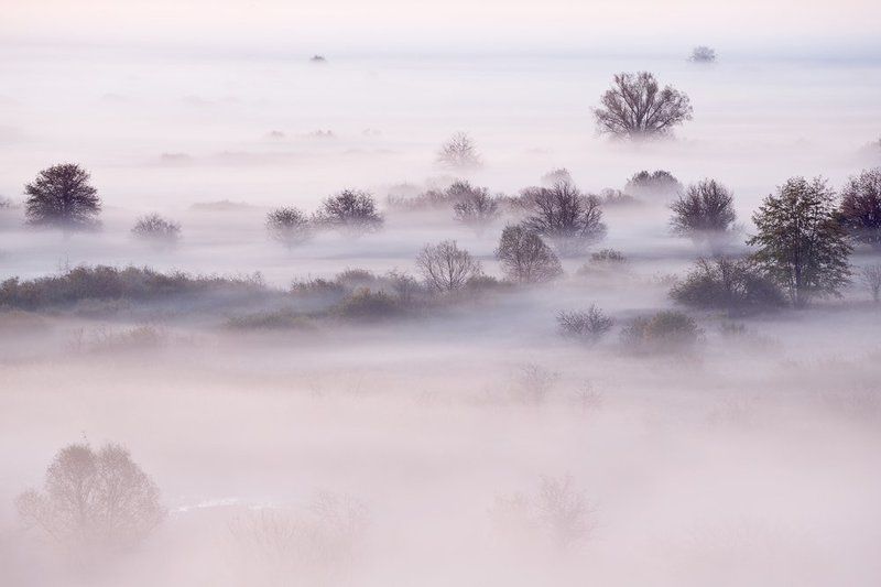 Розовый туман. фото превью