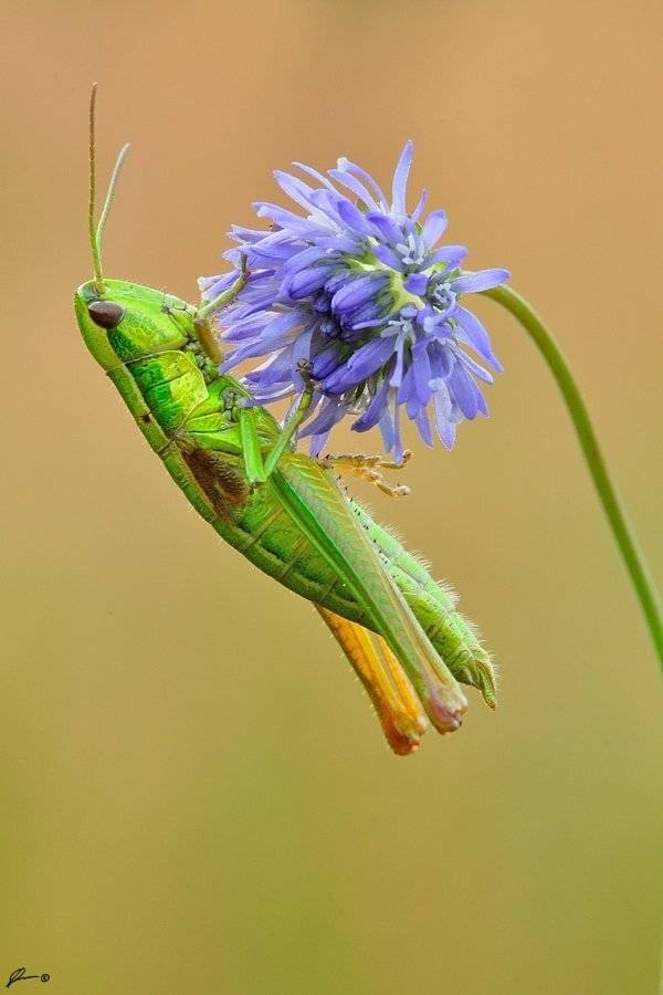Insect, Macro, Makro, Nature, Mariusz Oparski