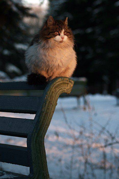 , Svoboda Andreeva