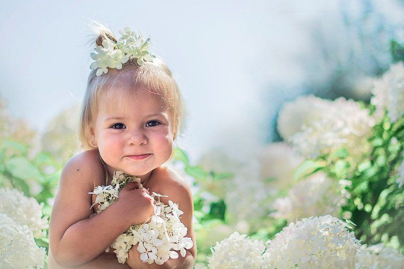 Гортензия фото превью