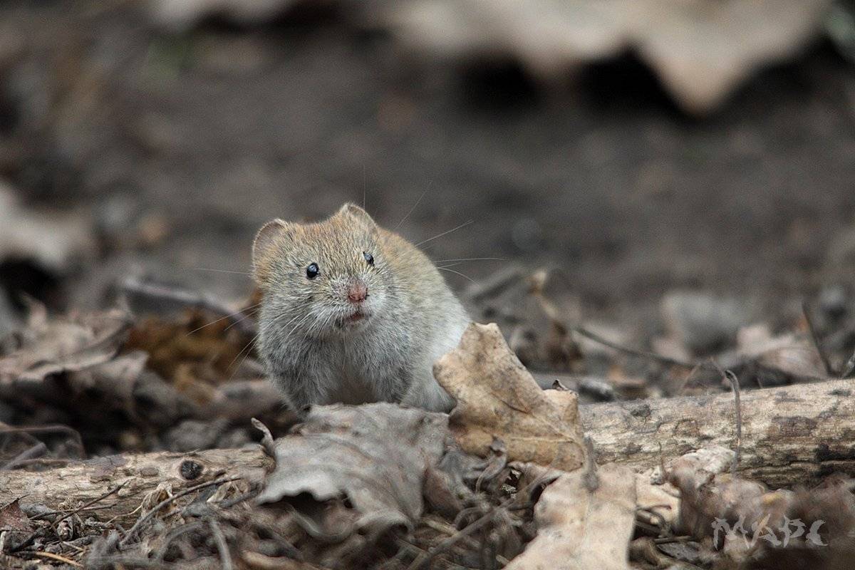 , Шангареев Марс