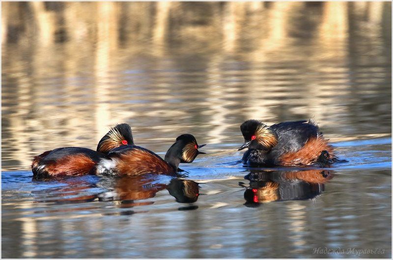 Nigricollis, Podiceps, Поганка, Черношейная Третий-лишний! фото превью