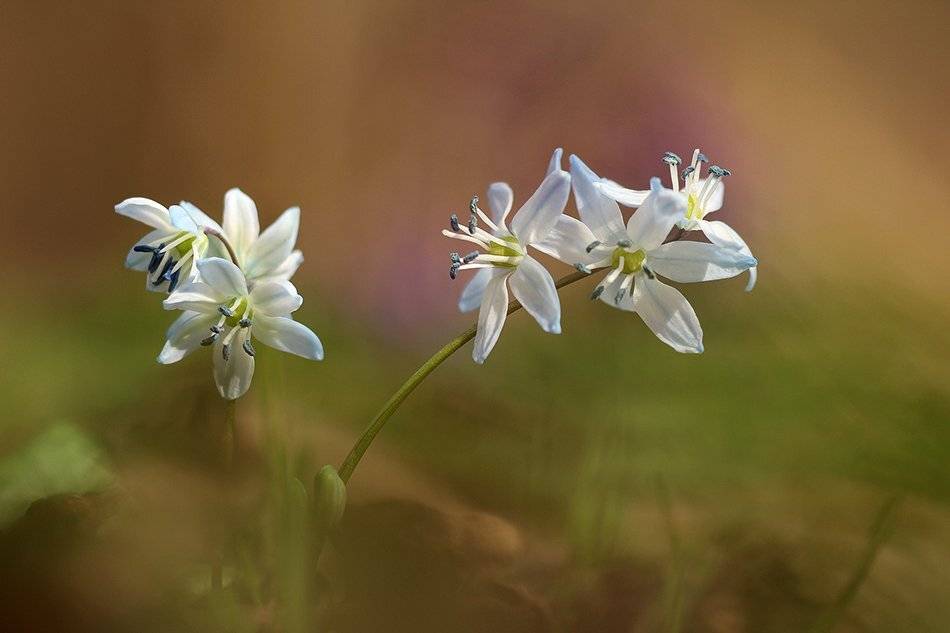 , Иваненко Светлана