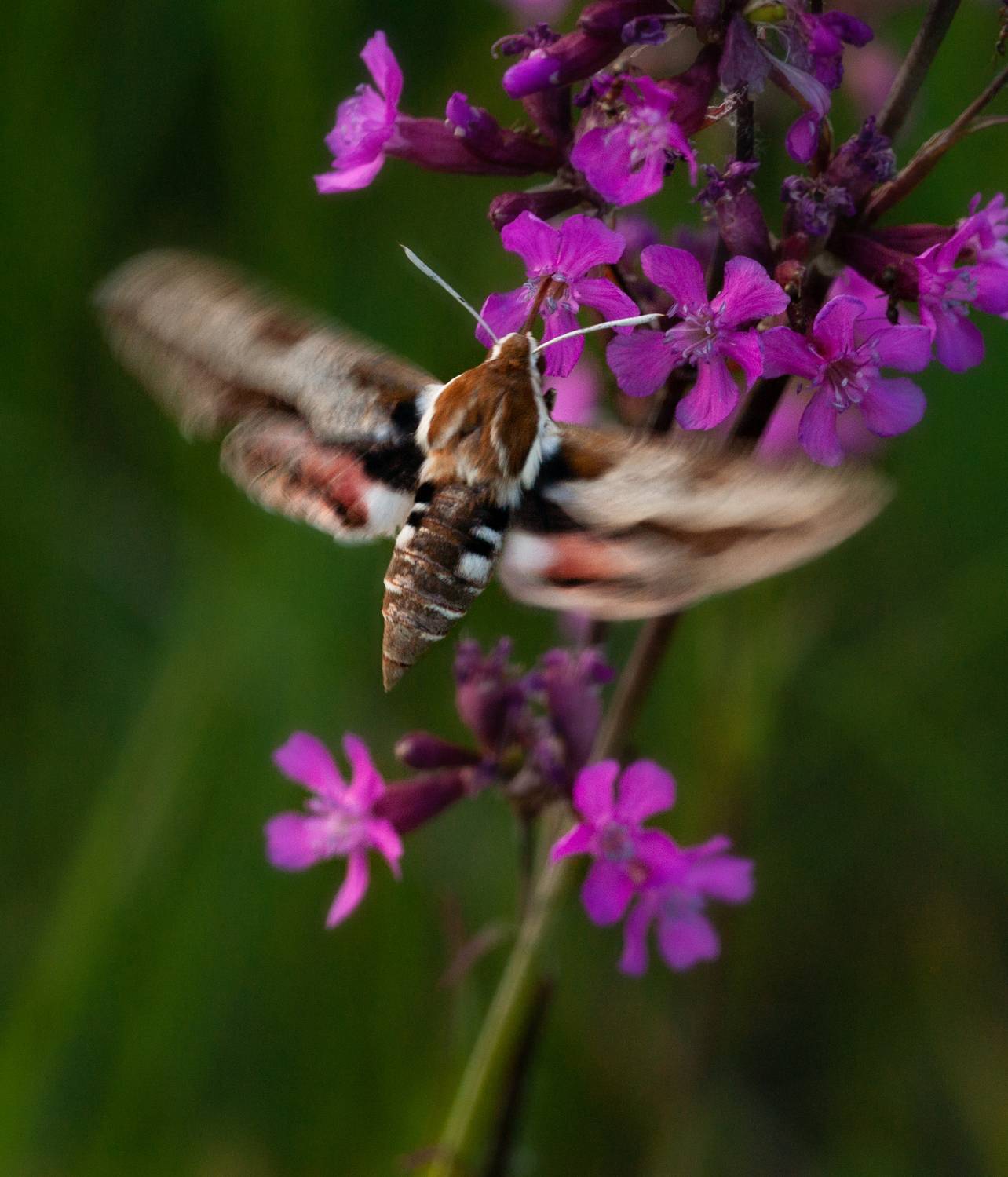, Елена Павлюк