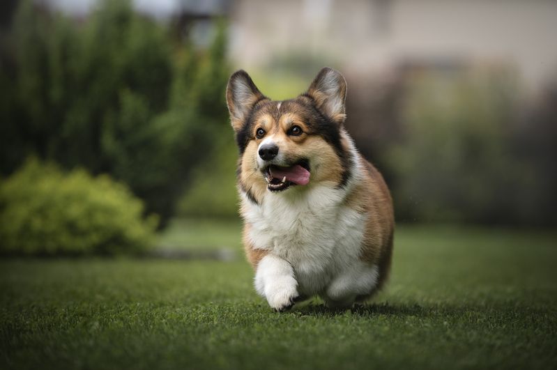 собаки  фото превью