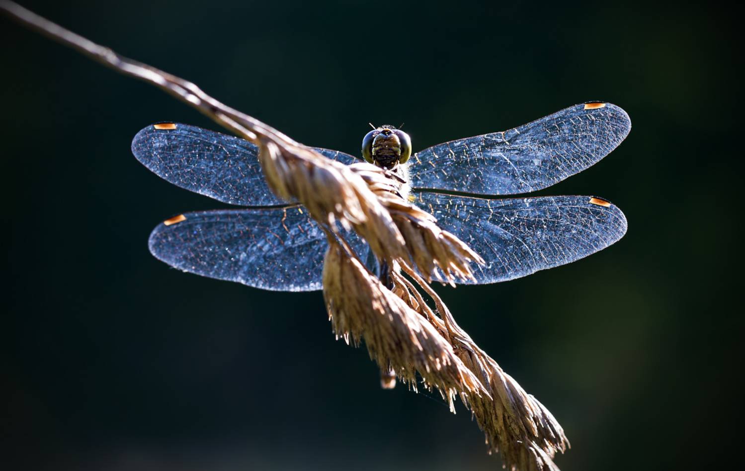 насекомые, стрекоза, лето, Борис Новиков