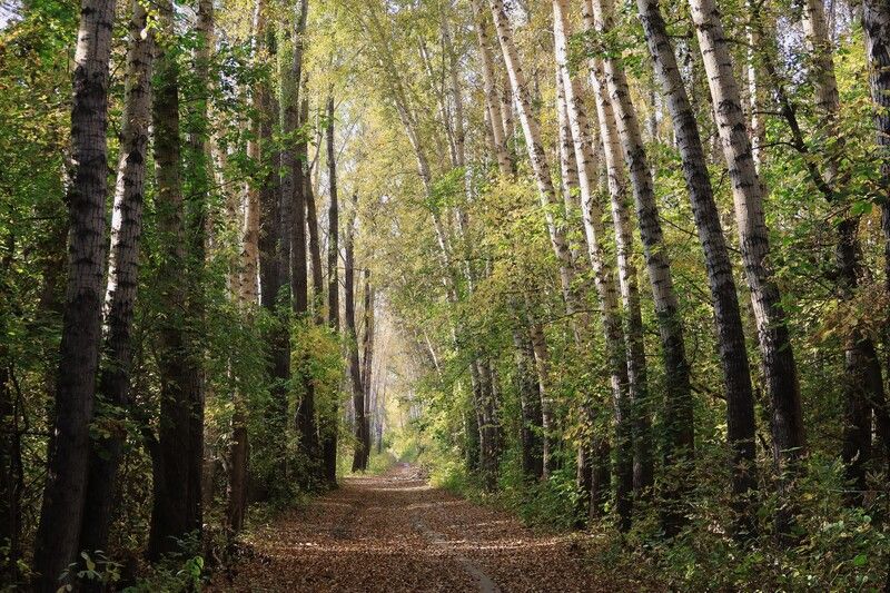 Аллея фото превью