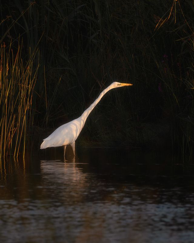 цапля, птички, фотоохота *** фото превью