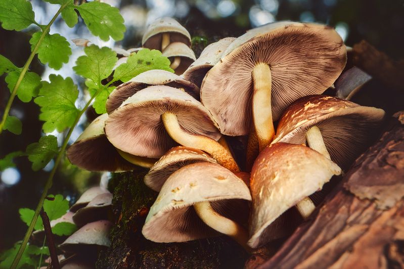 грибы Грибы фото превью