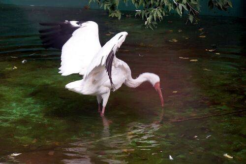 Стерх....Краснокнижный журавль.