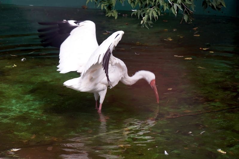 журавль, птицы, птица, настоящие птицы, журавлиные, стерх, перелетные птицы, животные, животные красной книги, Стерх....Краснокнижный журавль. фото превью