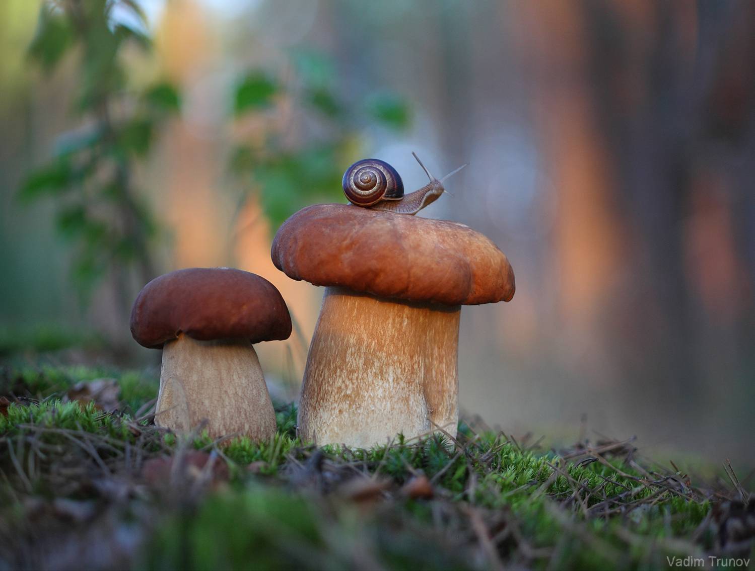улитка, гриб, Вадим Трунов