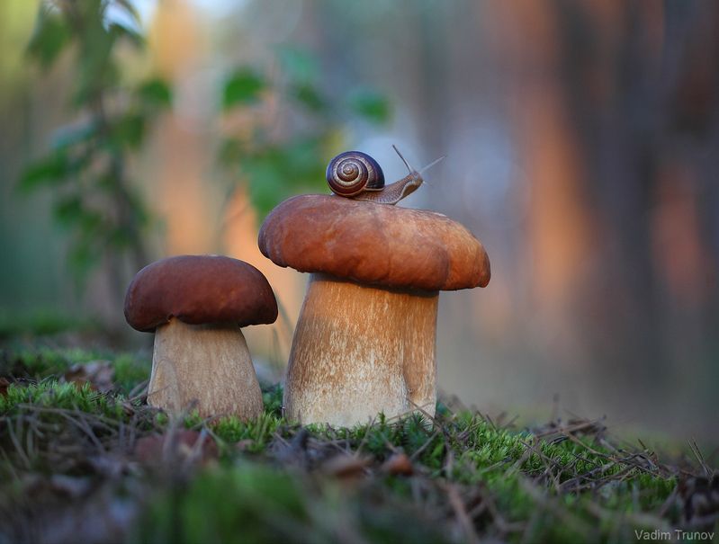 улитка, гриб В скользящих лучах заката фото превью