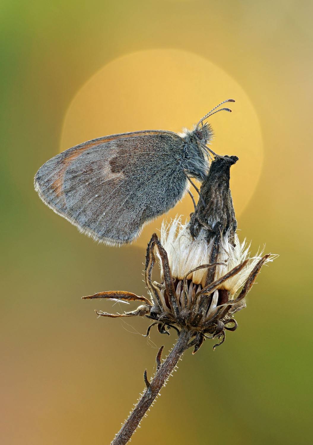 Бабочка, сенница, Чепленко Алексей