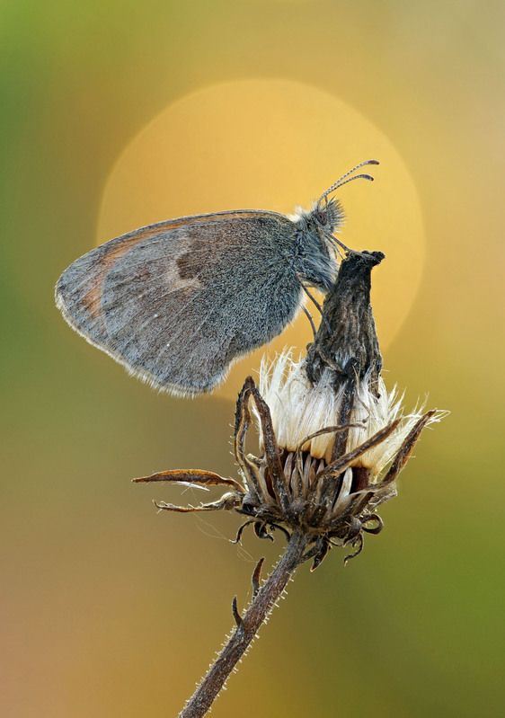 Сенница фото превью