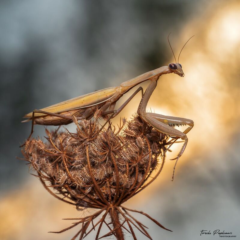 MANTIS фото превью