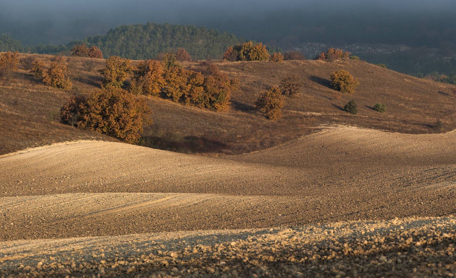 , Андрей Гусаченко