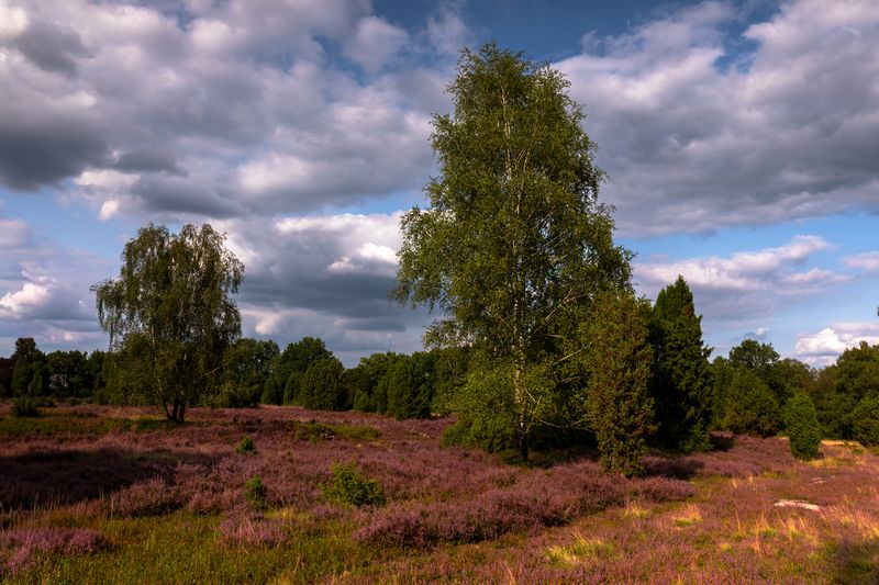 Lüneburg Heath, Germany фото превью