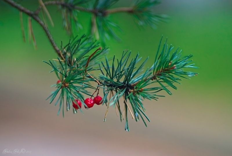 Гостья... фото превью