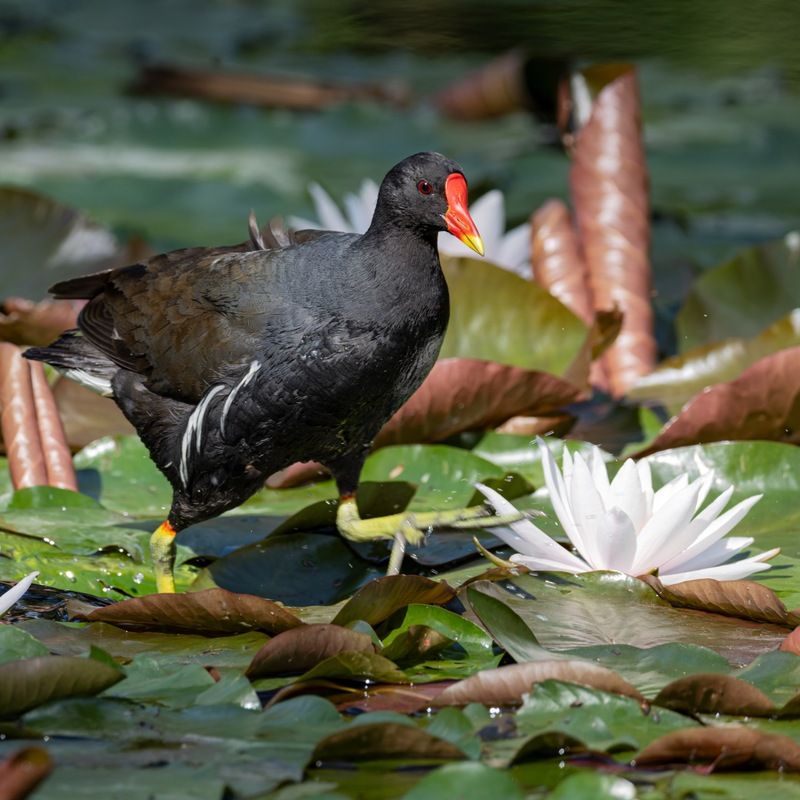 камышница, птицы  фото превью