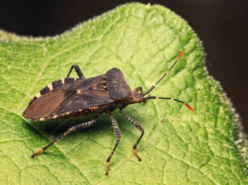 Anasa armigera (Squash Bugs)