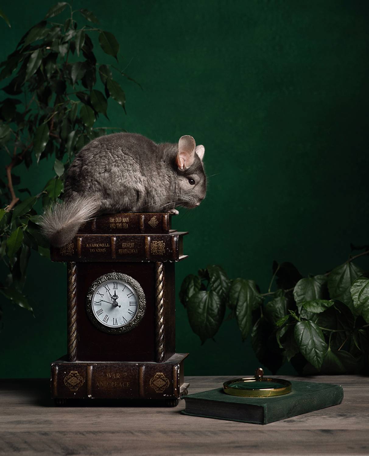 натюрморт, шиншилла, Юлия Шестопалова