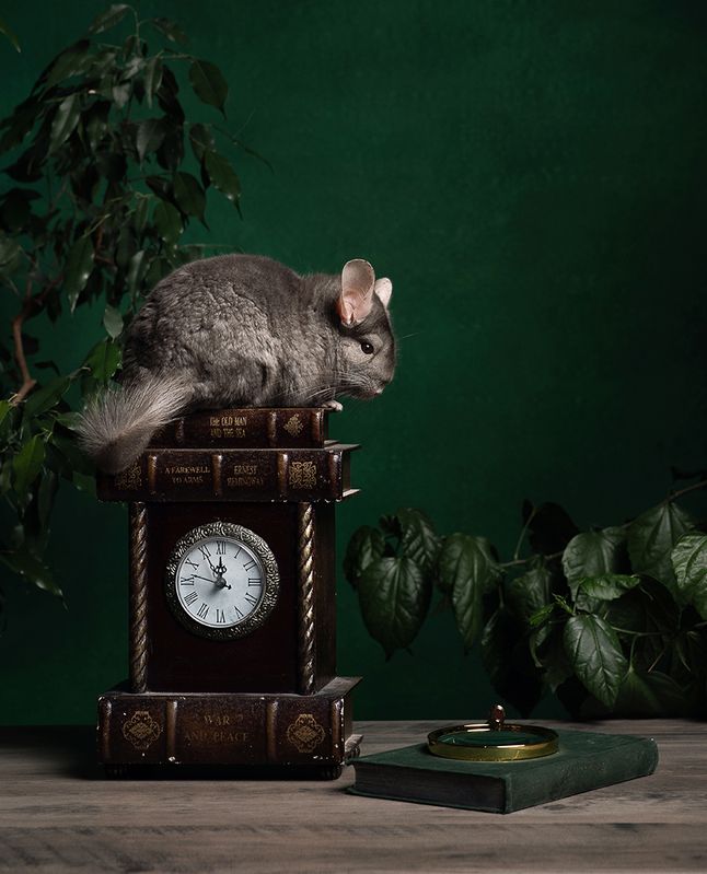 натюрморт, шиншилла Chinchilla фото превью