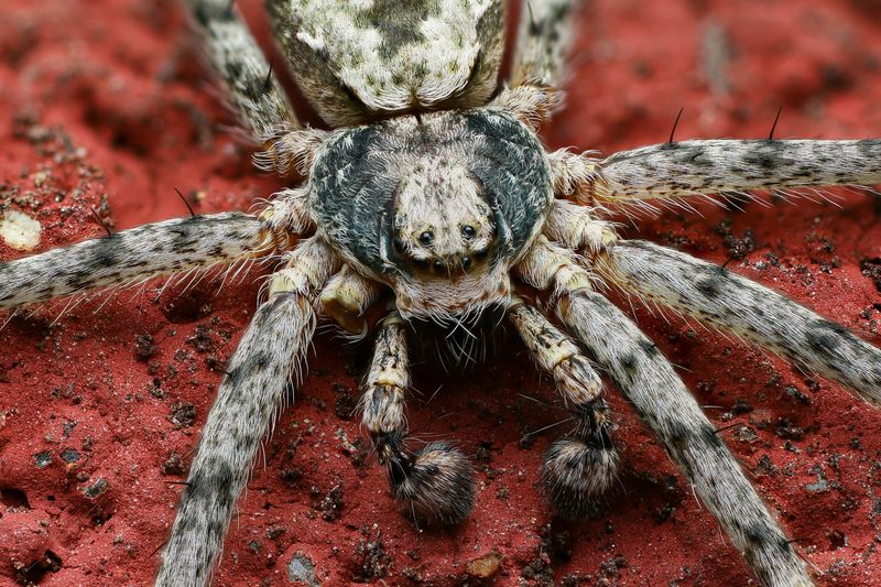 макро, природа, животное, растение, цвет, фото, оранжевый, паук Паук фото превью