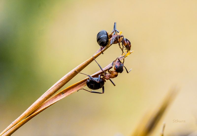 насекомые муравьи Муравьи. фото превью