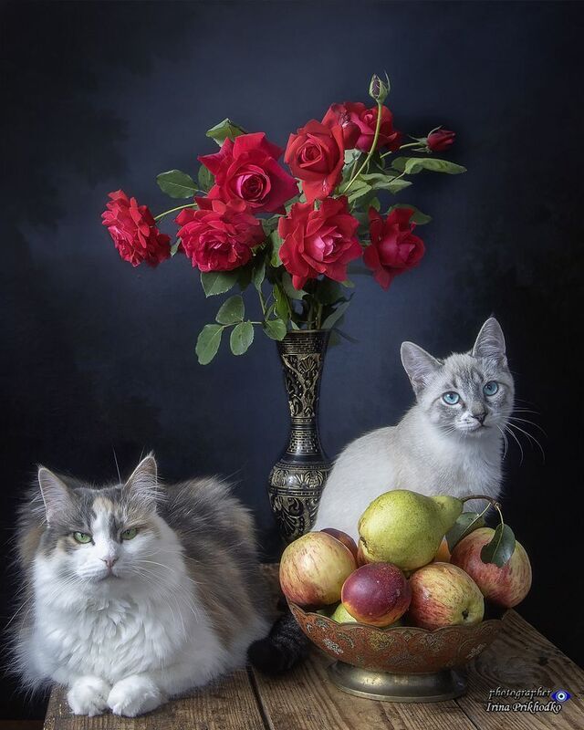 кошки, домашние животные, портрет, котята, питомцы, натюрморт, розы, фрукты Семейный кошачий портрет в натюрморте фото превью
