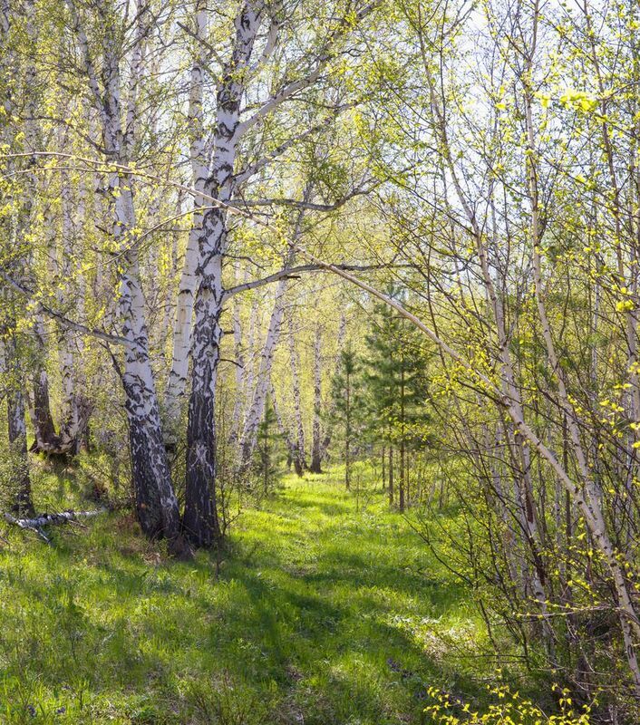 В весеннем лесу фото превью