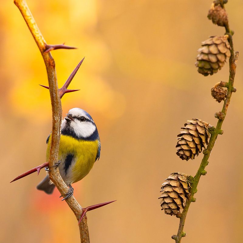 Titmouse фото превью