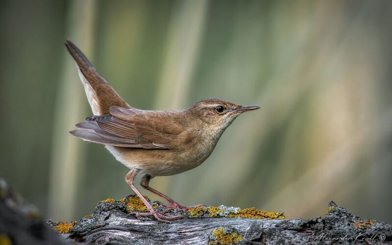 соловьиный сверчок, locustella luscinioides, сверчок Я здесь живу! фото превью