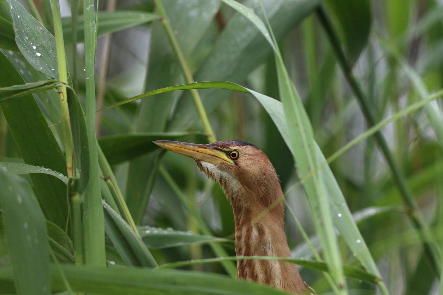 малая выпь, выпь, волчок, цапля, little bittern, bittern, heron, ixobrychus minutus, botaurus minutus, Бондаренко Георгий