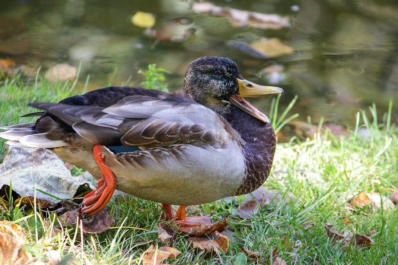 Кря-кря-кря. фото превью