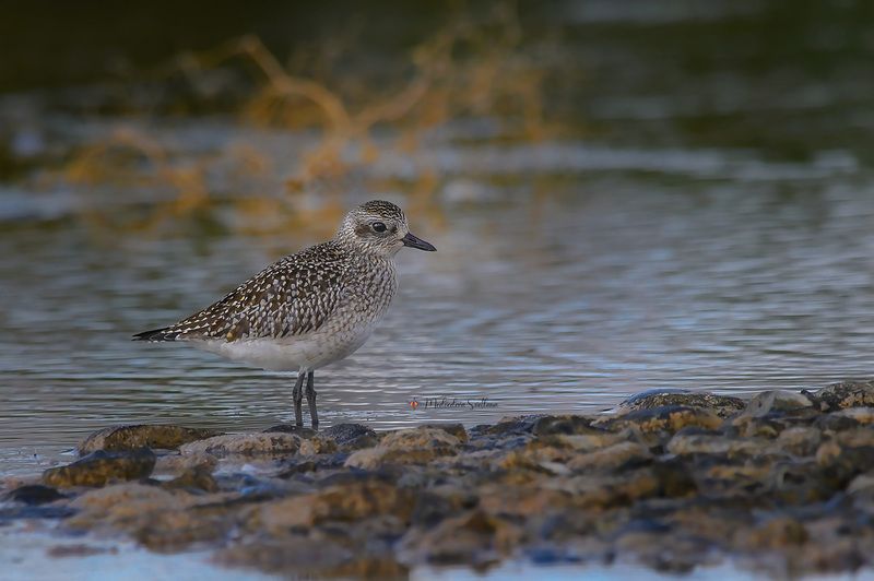 фотоохота, птица, кулики, осень, птицы, тулес По дороге на зимовку. фото превью