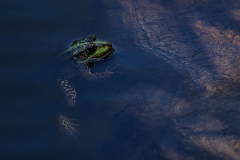 frog, лягушка Тихий момент фото превью
