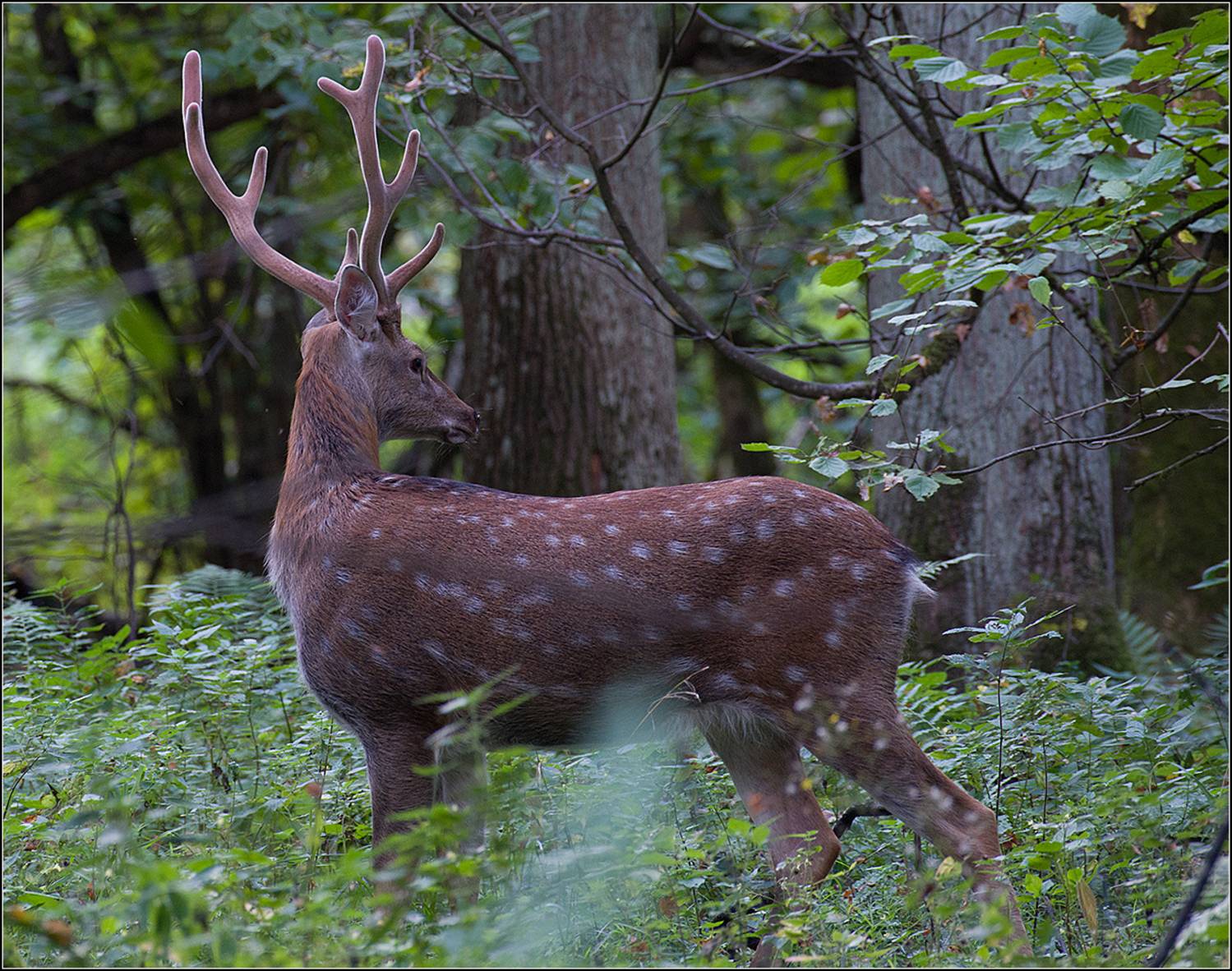 москва, сентябрь, парк, пятнистый олень, АНАТОЛИЙ ДОВЫДЕНКО