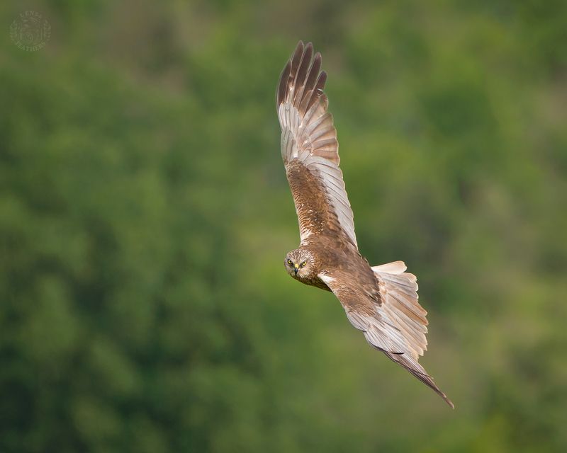 Lens and Feathers фото превью