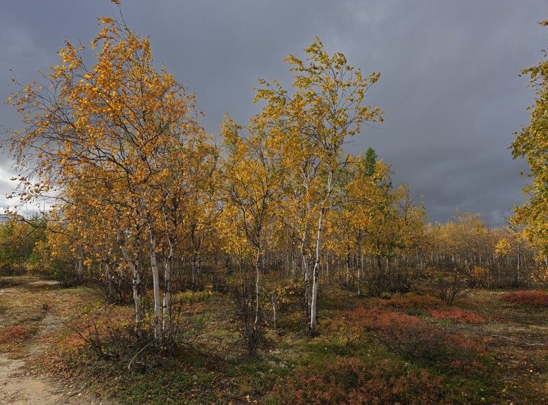 Осенний Ямал. 2025 фото превью