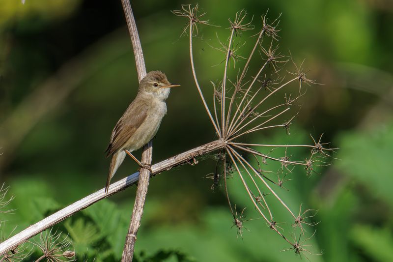 Болотная камышевка фото превью