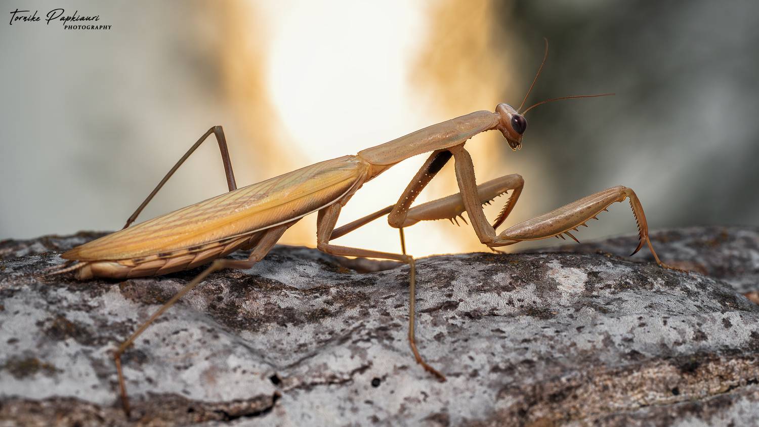 macro, mantis, georgia, PAPKIAURI TORNIKE