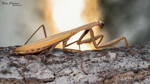 MANTIS