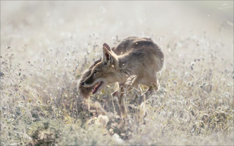 корсак, лиса, степная лиса, взрослый корсак, маныч,заповедник черные земли, корсачок, фото корсака, молодой корсак, степная лисица, vulpes corsac, калмыкия, черные земли,  корсачонок, калмыцкий корсак, корсаки, vulpes corsac kalmykorum, фотографии корсака ЖАРА фото превью